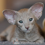 Ориентальный котенок
