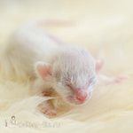 Ориентальный котенок