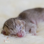 Ориентальный котенок