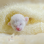 Ориентальный котенок