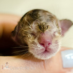 Ориентальный котенок