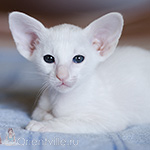 Ориентальный котенок