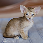 Ориентальный котенок