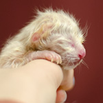 Ориентальный котенок