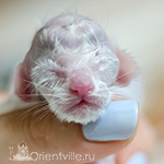 Ориентальный котенок