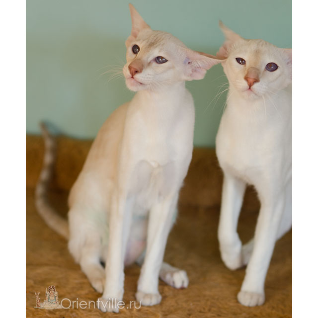 Тося и Рейчел