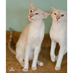 Тося и Рейчел