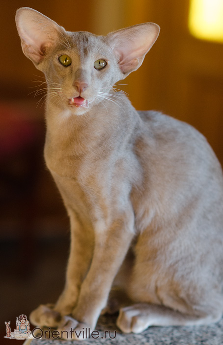 Волли 5,5 мес