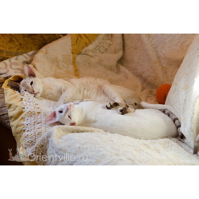 Кеша и Квентин