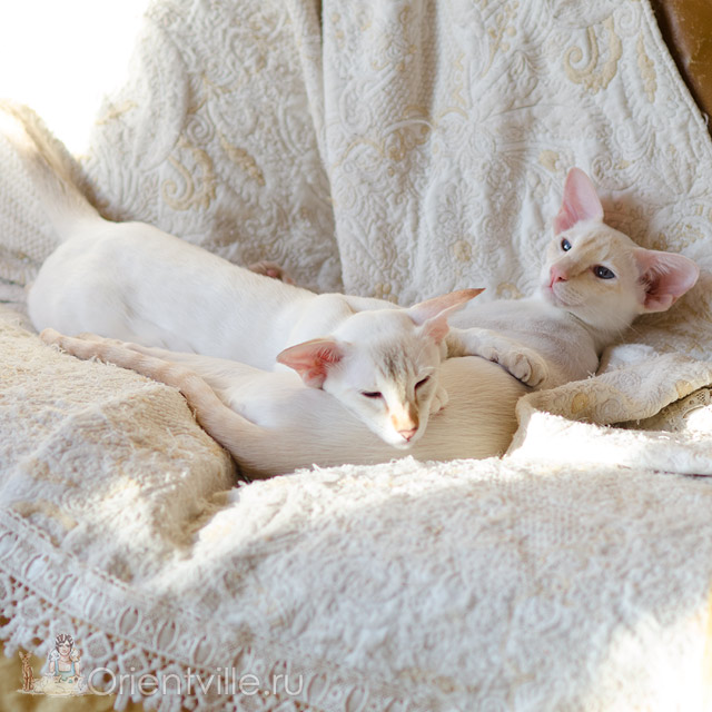 Неразлучные сестры Конфета и Лили