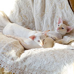 Неразлучные сестры Конфета и Лили