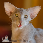 Волли 5,5 мес