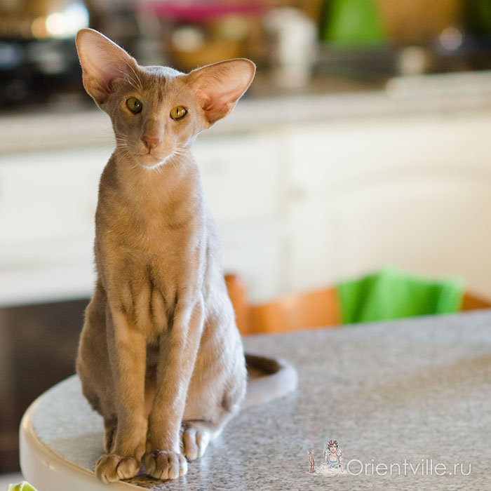 Волли 5,5 мес