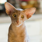 Волли 5,5 мес