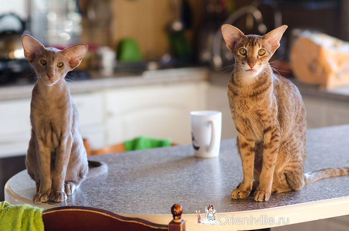 Фиона и Волли