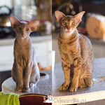 Фиона и Волли