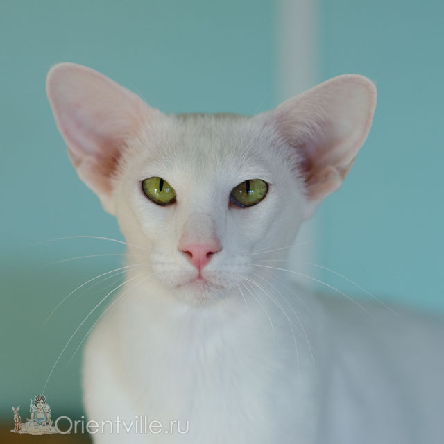 Нейтири 2 года