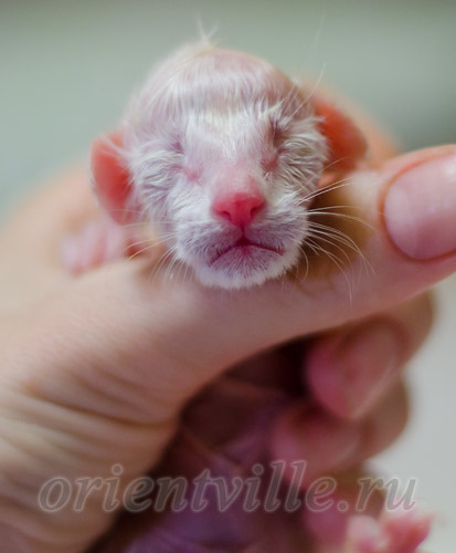 Новорожденный котенок