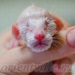 Ориентальный котенок