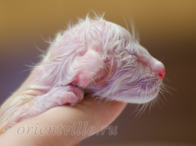 Новорожденный котенок