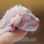Новорожденный котенок