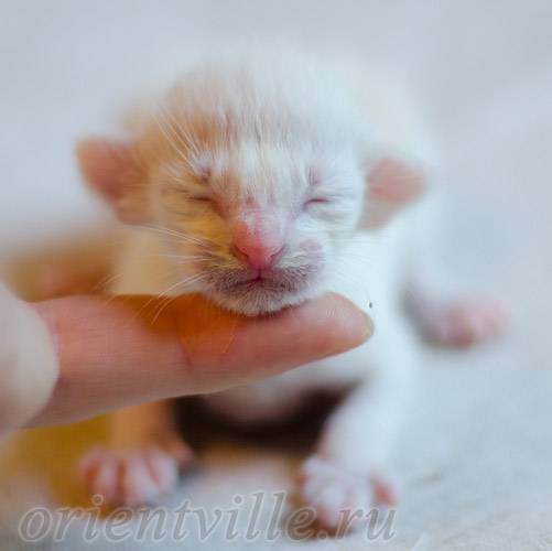 Новорожденный котенок