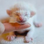 Ориентальный котенок