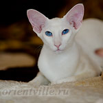 Orientville's Ofelia (SIA w 67)