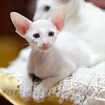 Ориентальный котенок