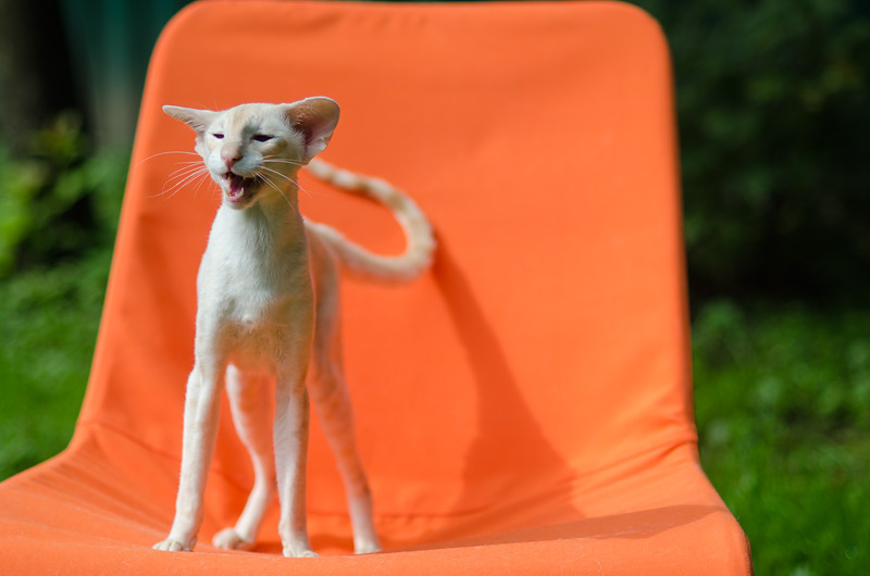 Over, 1 year 9 month