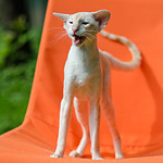 Over, 1 year 9 month