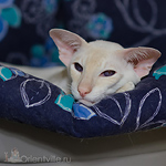 Овер, 3 года