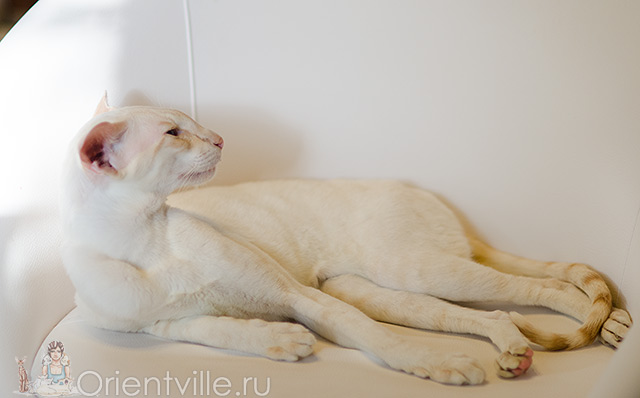 Овер, 3,5 года