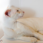 Овер, 3,5 года