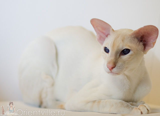 Овер, 3,5 года