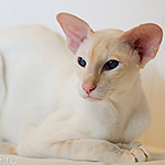 Овер, 3,5 года