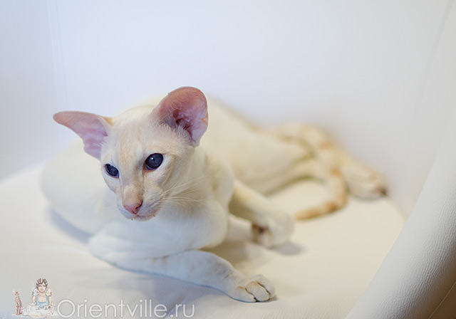 Овер, 3,5 года