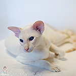 Овер, 3,5 года