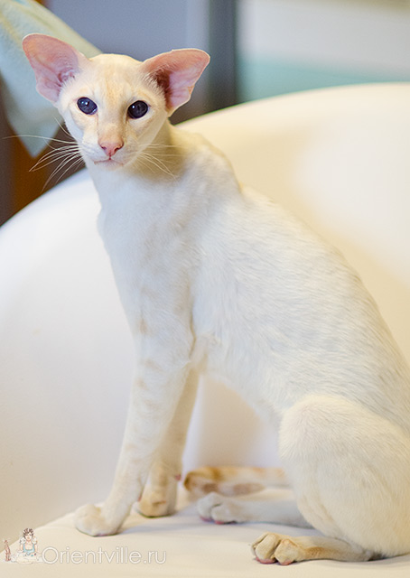 Овер, 3,5 года