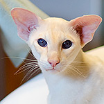 Over 9000 (SIA e 21)