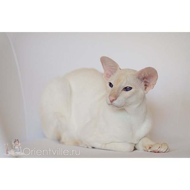 Овер, 3,5 года