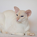 Овер, 3,5 года