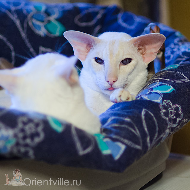 Овер, 3,5 года