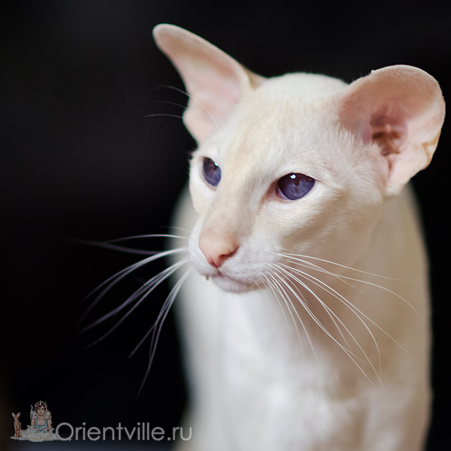 Овер, 3,5 года