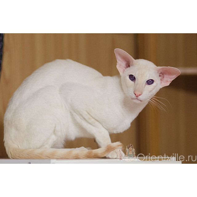 Овер, 3,5 года