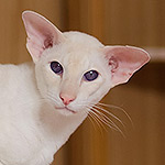 Овер, 3,5 года