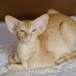 Tearose Dell'Isola dei Tesori (OSH d)