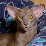 Jubatus High Quality (OSH c)