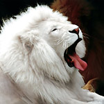 Белый лев