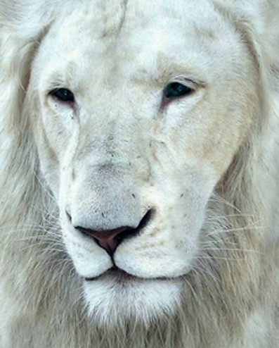 Белый лев